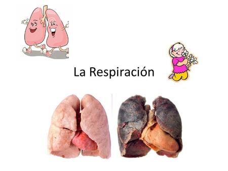 La Respiración. El Aparato Respiratorio El aparato respiratorio está formado por las vías respiratorias y los pulmones. Las vías respiratorias son unos.