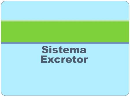 Sistema Excretor. Los órganos encargados de eliminar toxinas son: 1.- Piel 2.- pulmones 3.- Sistema Digestivo 4.-. Sistema Renal o urinario.