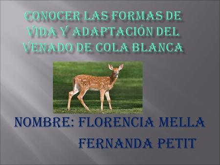 Nombre: Florencia Mella fernanda petit.  ¿Cuales son las formas de vida y adaptación del venado de cola blanca?