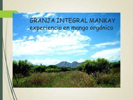 GRANJA INTEGRAL MANKAY experiencia en mango orgánico.