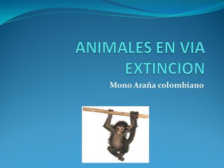 Mono Araña colombiano. NOMBRE CIENTIFICO :( Ateles fusciceps (Gray, 1866). HABITAT : Este animal se encuentra en bosques lluviosos y primarios, los cuales.