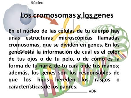 Los cromosomas y los genes En el núcleo de las células de tu cuerpo hay unas estructuras microscópicas llamadas cromosomas, que se dividen en genes. En.
