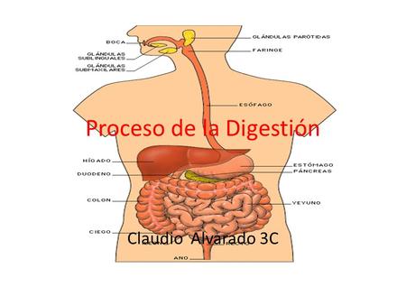 Proceso de la Digestión Claudio Alvarado 3C. ¿Qué es el proceso de Digestión? La digestión es el proceso de transformación de los alimentos, previamente.