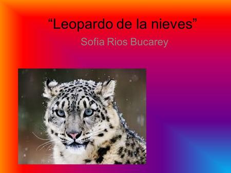“Leopardo de la nieves” Sofia Rios Bucarey. Índice 1) Descripción 2)Comportamiento 3) Casería y dieta.