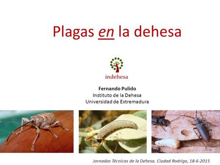 Plagas en la dehesa Fernando Pulido Instituto de la Dehesa Universidad de Extremadura Jornadas Técnicas de la Dehesa. Ciudad Rodrigo, 18-6-2015.