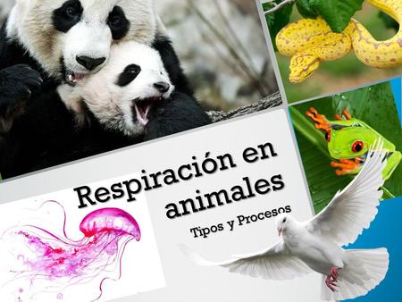 Respiración en animales Tipos y Procesos. ¿Qué es la respiración? La respiración es el intercambio de gases que se da entre el ser vivo y el medio externo,