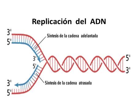 Replicación del ADN. Ciclo celular Interfase : G1 S : replica o duplica el ADN G2 Mitosis : Profase, metafase, anafase, telofase.