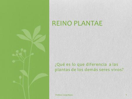 REINO PLANTAE ¿Qué es lo que diferencia a las plantas de los demás seres vivos? Profesor Jorge Reyes 1.