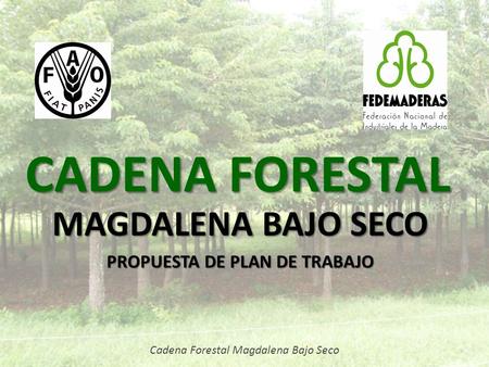 CADENA FORESTAL MAGDALENA BAJO SECO PROPUESTA DE PLAN DE TRABAJO Cadena Forestal Magdalena Bajo Seco.