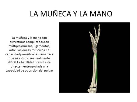 LA MUÑECA Y LA MANO La muñeca y la mano son estructuras complicadas con múltiples huesos, ligamentos, articulaciones y músculos. La capacidad prensil de.