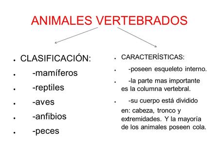 ANIMALES VERTEBRADOS ● CARACTERÍSTICAS: ● -poseen esqueleto interno. ● -la parte mas importante es la columna vertebral. ● -su cuerpo está dividido en: