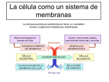 La célula como un sistema de membranas La célula eucariota se caracteriza por tener un verdadero núcleo y orgánulos limitados por membranas. CÉLULA ANCESTRAL.