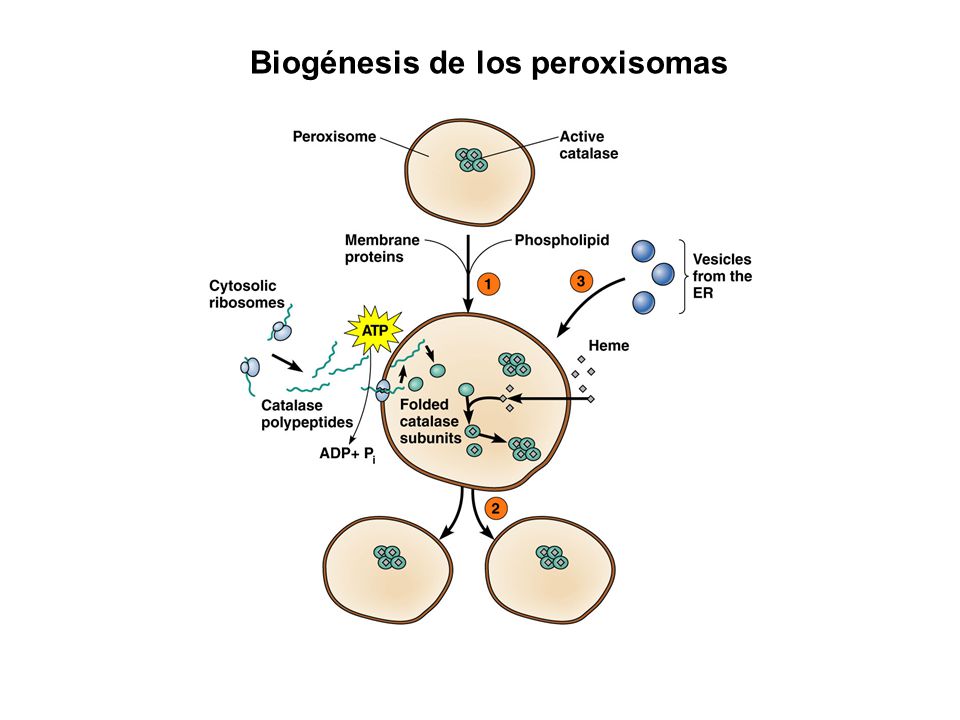 Sistema de Endomembranas - ppt video online descargar Sistema de Endomembranas - ppt video online descargar