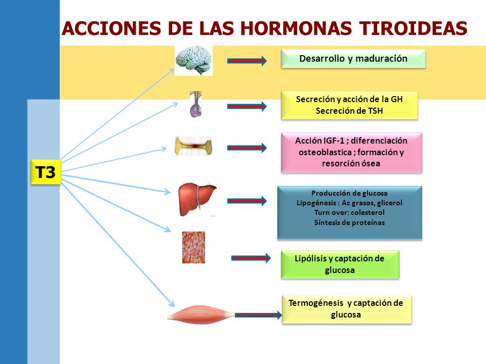 ENDOCRINOLOGA PEDIATRA - ppt descargar ENDOCRINOLOGA PEDIATRA - ppt descargar