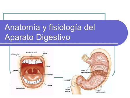 Anatomía y fisiología del Aparato Digestivo. El aparato digestivo puede presentar múltiples variantes morfológicas; pero el proceso digestivo es el mismo.