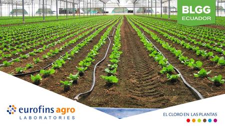 El Cloro en las Plantas El cloro ha sido el último elemento aceptado como esencial parar la vida vegetal. Es un micronutriente y todos los cultivos requieren.