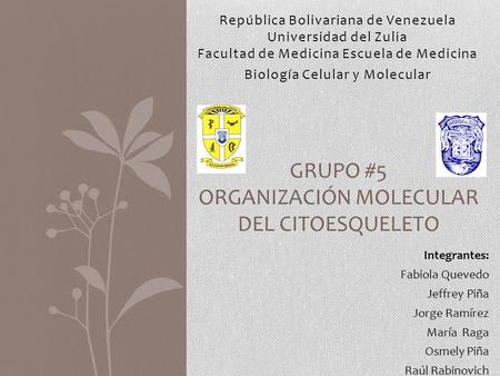 GRUPO #5 ORGANIZACIÓN MOLECULAR DEL CITOESQUELETO República Bolivariana de Venezuela Universidad del Zulia Facultad de Medicina Escuela de Medicina Biología.