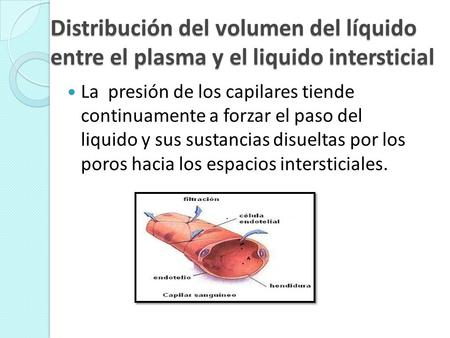 Distribución del volumen del líquido entre el plasma y el liquido intersticial La presión de los capilares tiende continuamente a forzar el paso del liquido.