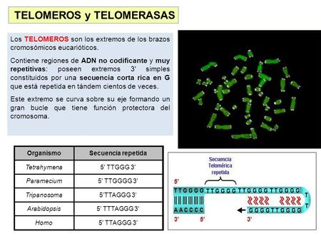 Los TELOMEROS son los extremos de los brazos cromosómicos eucarióticos. Contiene regiones de ADN no codificante y muy repetitivas: poseen extremos 3' simples.