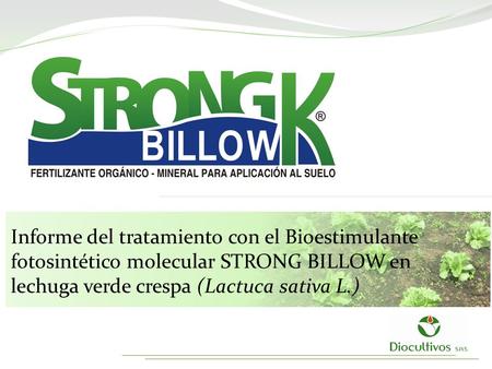 Informe del tratamiento con el Bioestimulante fotosintético molecular STRONG BILLOW en lechuga verde crespa (Lactuca sativa L.)
