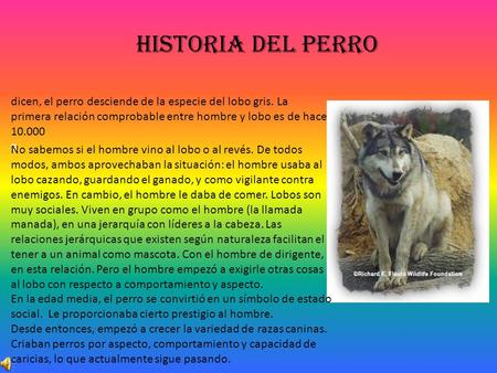 Historia del perro dicen, el perro desciende de la especie del lobo gris. La primera relación comprobable entre hombre y lobo es de hace 10.000 s. No sabemos.