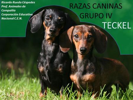 TECKEL RAZAS CANINAS GRUPO IV Ricardo Rueda Céspedes