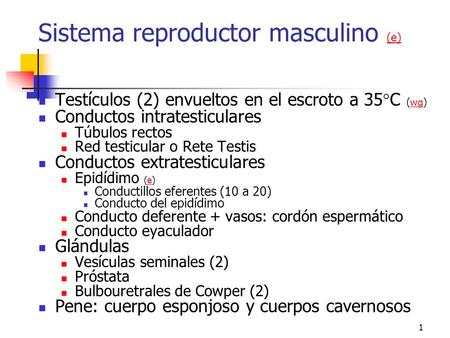Sistema reproductor masculino (e)