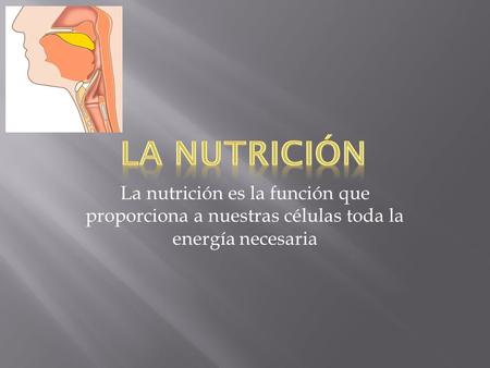 La nutrición La nutrición es la función que proporciona a nuestras células toda la energía necesaria.