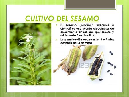 CULTIVO DEL SESAMO El sésamo (Sesamun Indicum) o ajonjolí es una planta oleaginosa de crecimiento anual, de tipo erecto y mide hasta 2 m de altura La germinación.