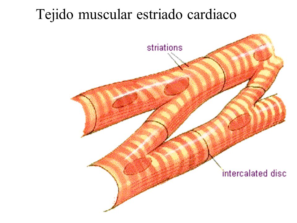 Tejido Muscular Cardiaco 30
