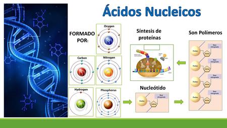 FORMADO POR : Síntesis de proteínas Son Polímeros Nucleótido.