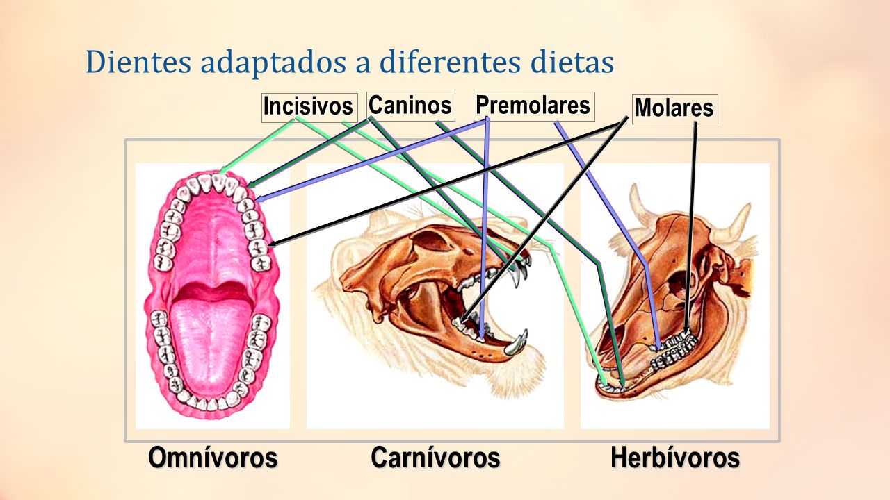 Aparato Digestivo Clasificár los componentes del aparato Aparato Digestivo Clasificár los componentes del aparato
