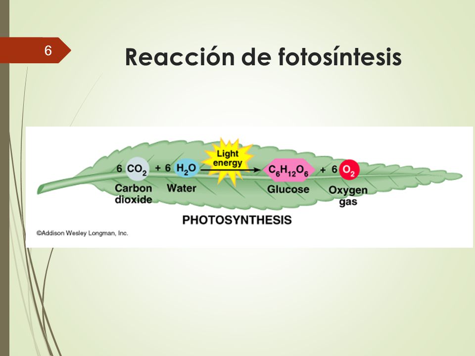 Fotosintesis y respiracion celular ppt Fotosintesis y respiracion celular ppt