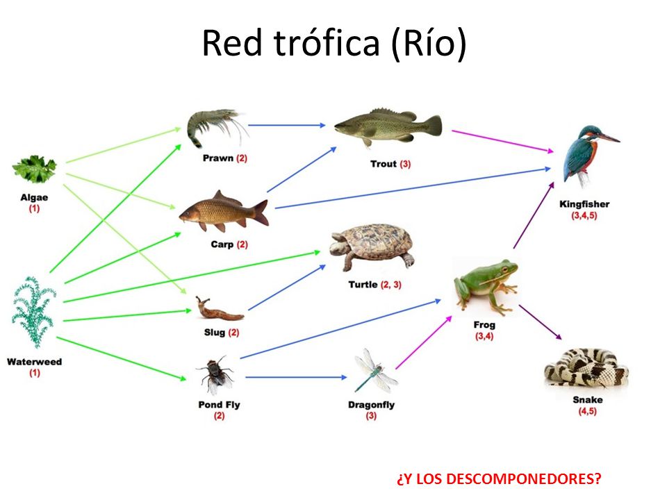 cadena trofica rio ecosistemas ppt video online descargar cadena trofica rio ecosistemas ppt video online descargar