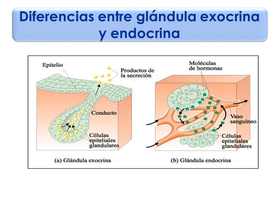 REGULACIÓN DE LA GLICEMIA - ppt descargar REGULACIÓN DE LA GLICEMIA - ppt descargar