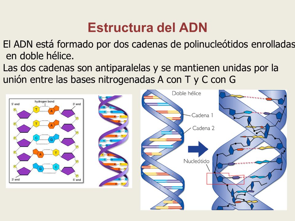 son cadenas de adn la revoluci 211 n gen 201 tica ppt descargar son cadenas de adn la revoluci 211 n gen 201 tica ppt descargar