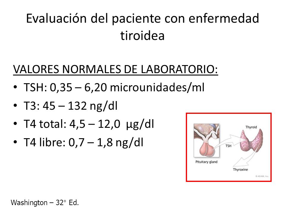 Que Es Hormona T4 Libre
