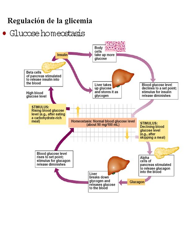 Concepto de Hormona y Control Hormonal - ppt video online Concepto de Hormona y Control Hormonal - ppt video online