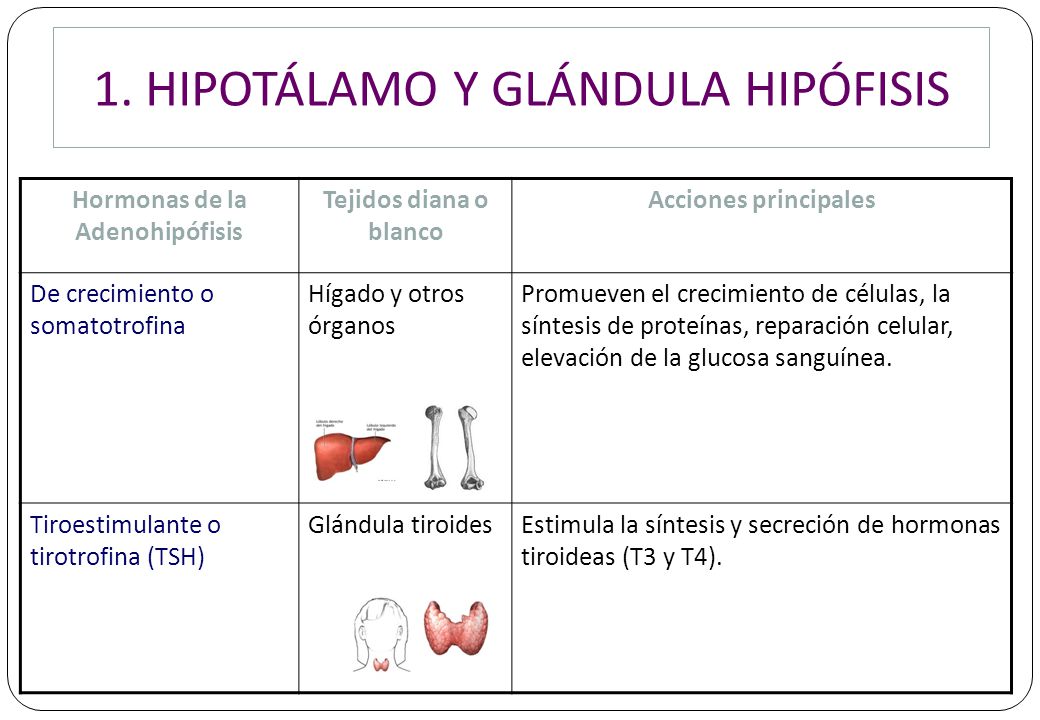 SISTEMA ENDOCRINO. - ppt descargar SISTEMA ENDOCRINO. - ppt descargar
