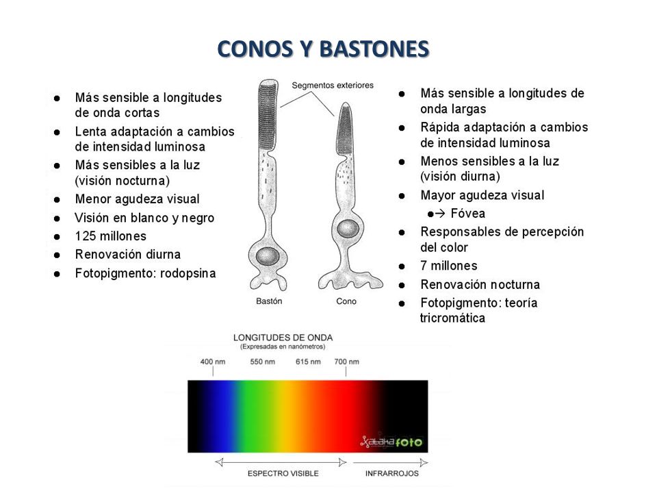 estructura