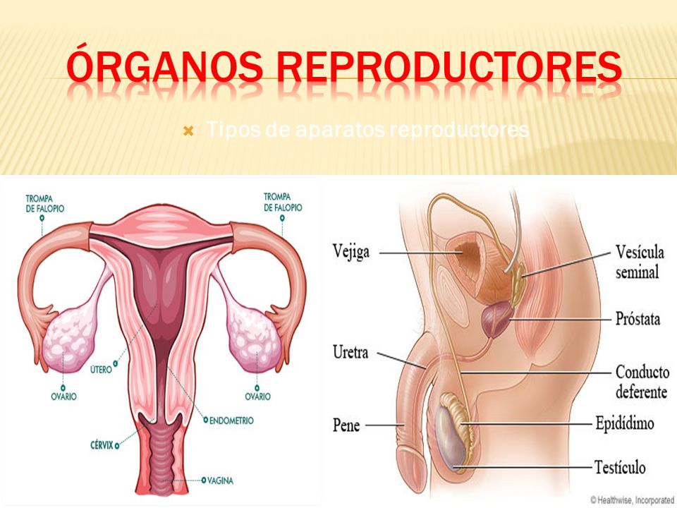 A partir de ese momento los órganos reproductores
de hombre y mujeres desarrollan nuevas funciones.