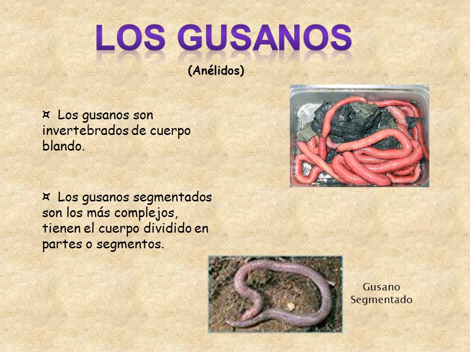 Animales Invertebrados - ppt descargar Animales Invertebrados - ppt descargar