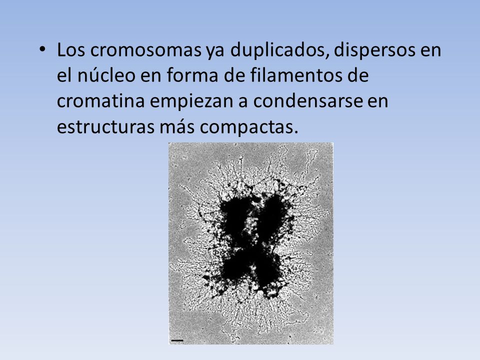 condensarse