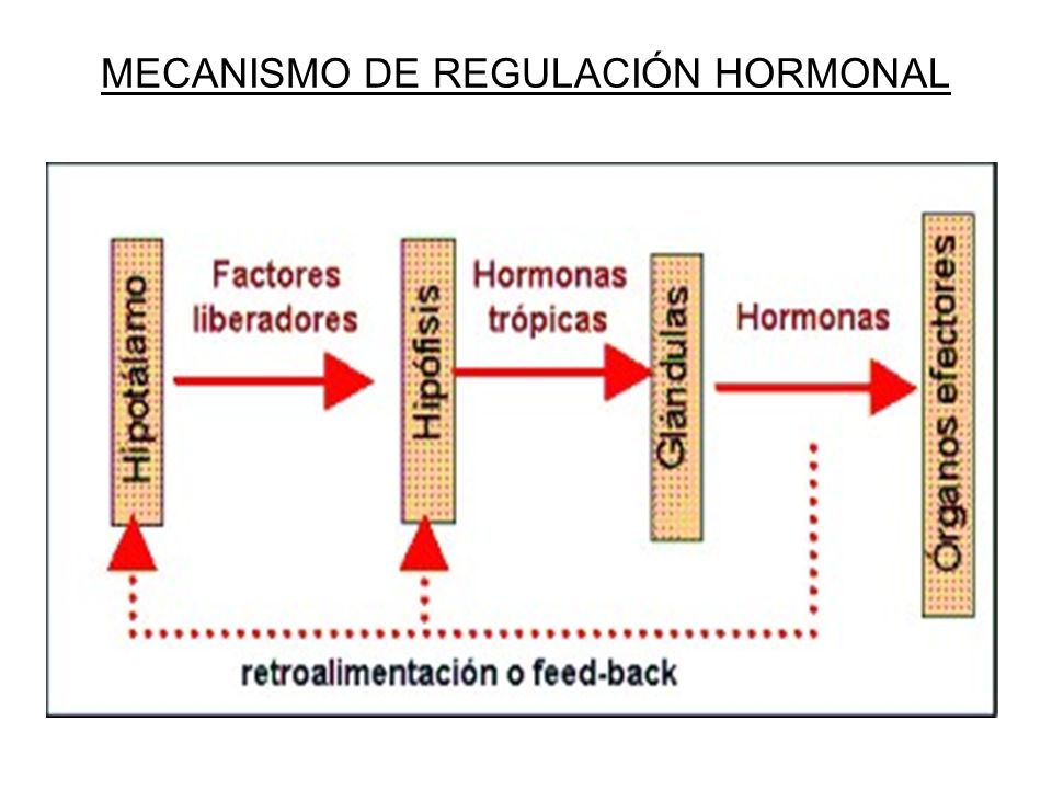 SISTEMA ENDOCRINO ORGANO ENDOCRINO: Todo aquel órgano que SISTEMA ENDOCRINO ORGANO ENDOCRINO: Todo aquel órgano que