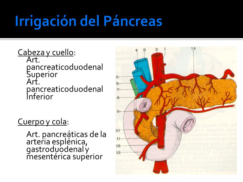 Pancreas anatomia e fisiologia