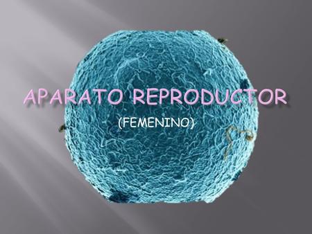 (FEMENINO).  El aparato reproductor femenino está formado por los ovarios, las trompas de Falopio, el útero, la vagina y la vulva.