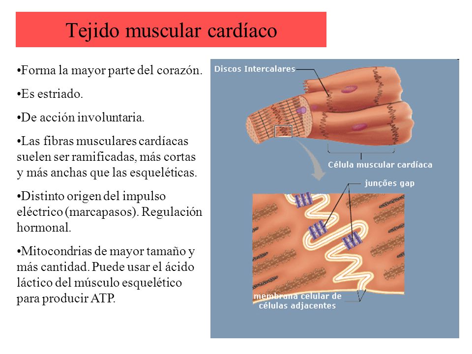 Tejido Muscular Cardiaco 13