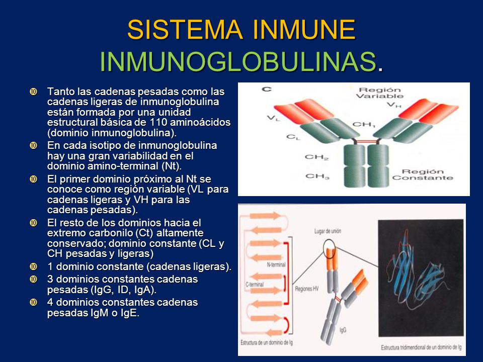 cadenas ligeras inmunoglobulinas inmunoglobulinas receptores respuesta inmune y linfocito cadenas ligeras inmunoglobulinas inmunoglobulinas receptores respuesta inmune y linfocito