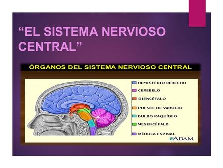 “EL SISTEMA NERVIOSO CENTRAL”. DEFINICIÓN: El Sistema Nervioso, es el más completo de todos los que conforman el cuerpo humano. Asegura junto con el.