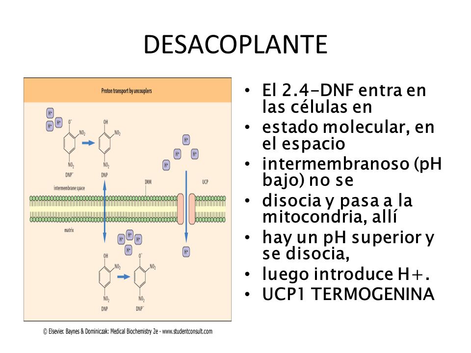 Sistema de Lanzaderas Cadena Respiratoria Fosforilación Sistema de Lanzaderas Cadena Respiratoria Fosforilación